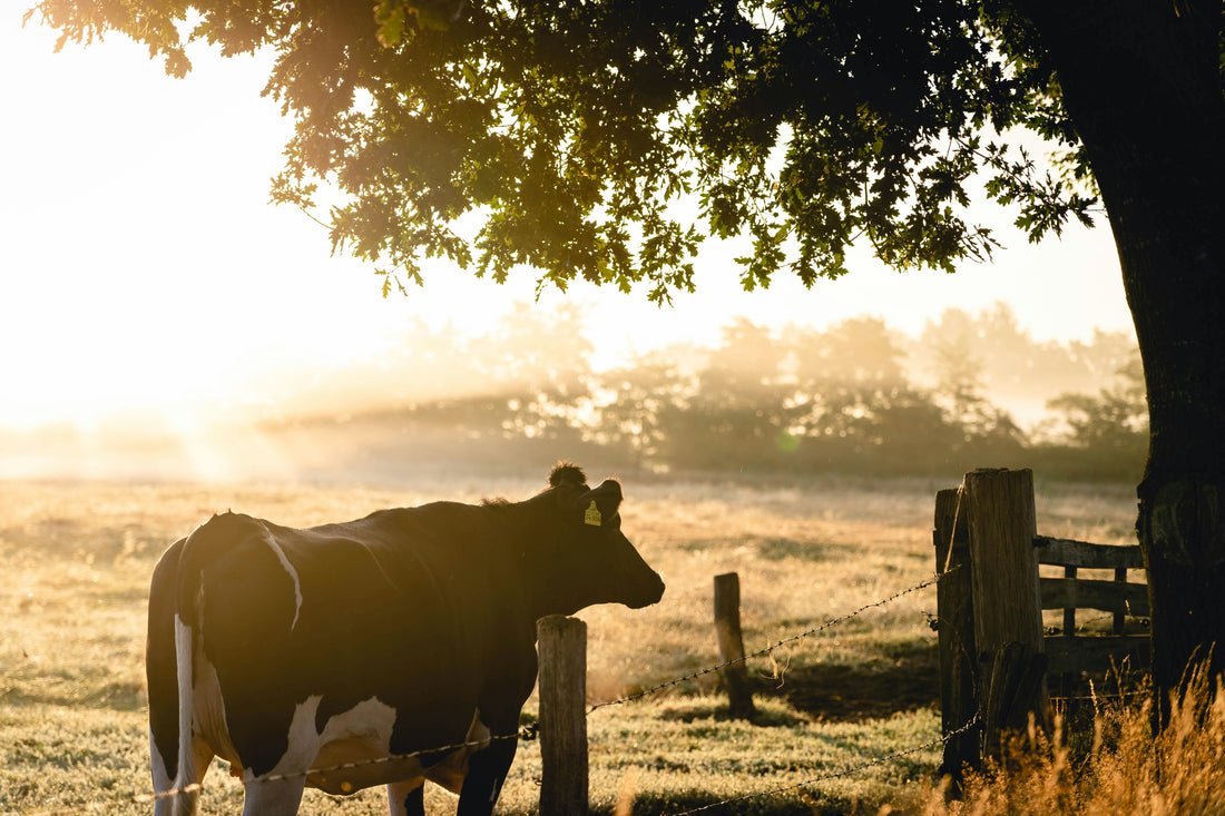 Southern Roots, Strong Values