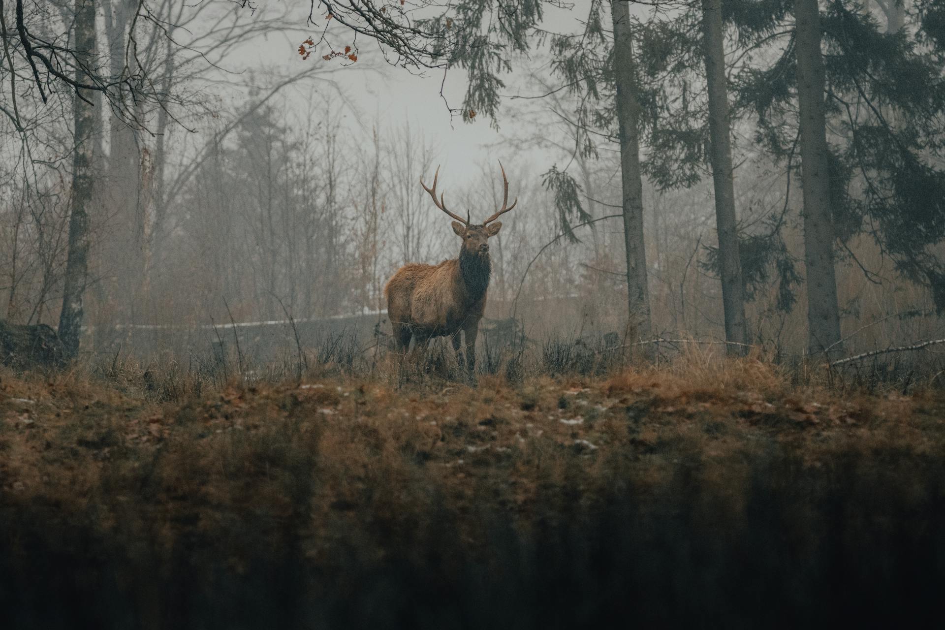 southern deer in woods